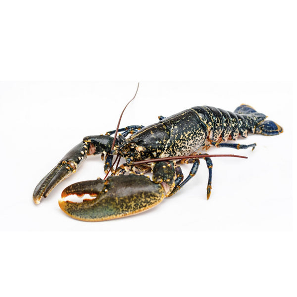 Live Blue Lobster – The House of Fine Living