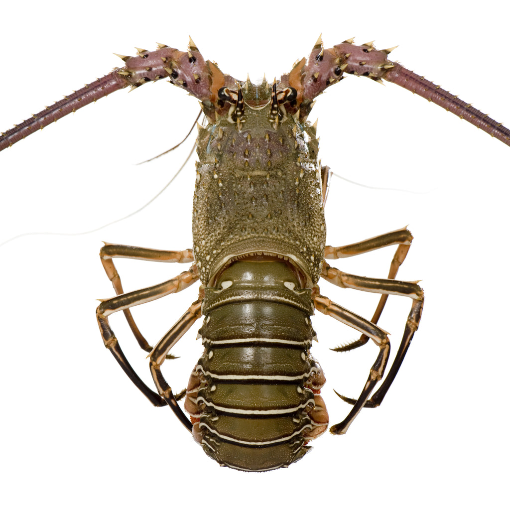 South Australian Spiny Rock Lobster