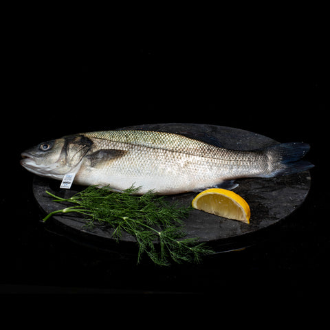 Fresh Italian Seabream