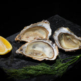 Live English Channel Oysters