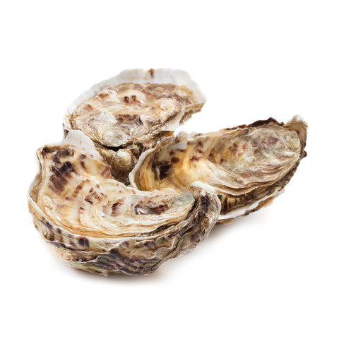 Live English Channel Oysters