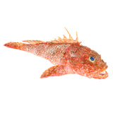 Fresh wild caught Scorpion fish