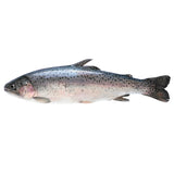 Wild caught fresh Pink Trout