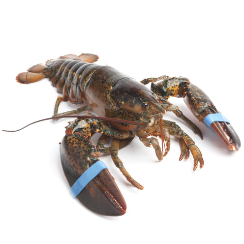 Live Boston Lobster