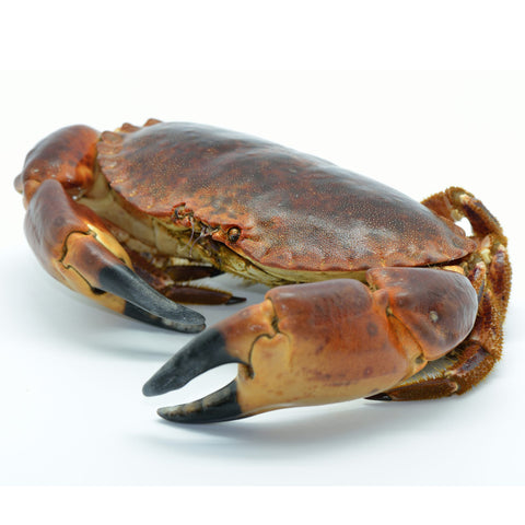 Live British Brown Crab