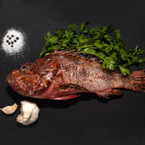 Fresh wild caught Scorpion fish