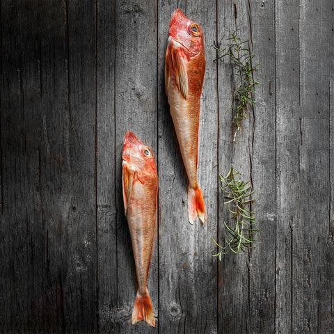 Wild caught fresh Gurnard