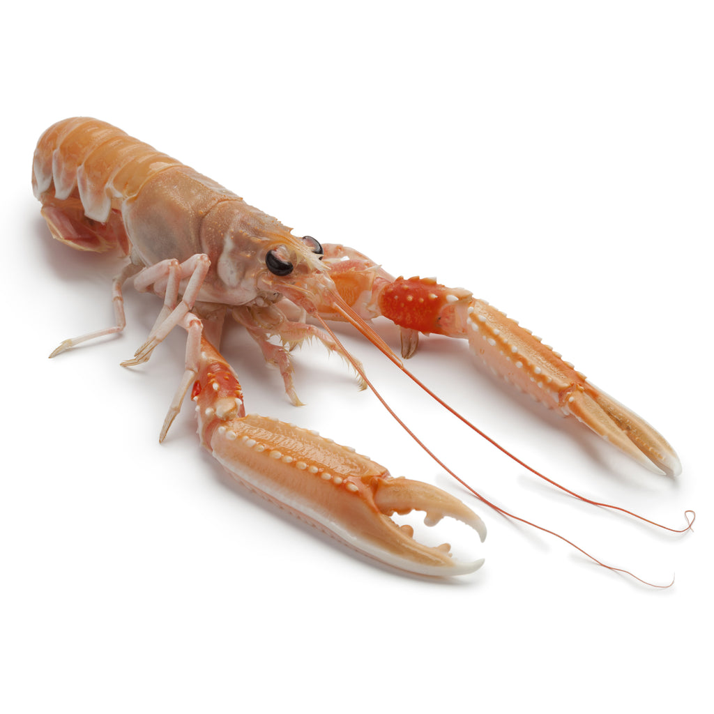 Live Norwegian Langoustine