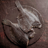 Wild caught fresh Turbot