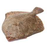 Wild caught fresh Turbot