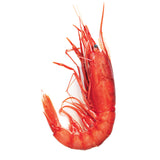 Sicilian Red Prawn